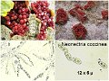 Neonectria coccinea-amf2249